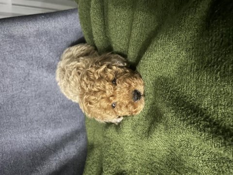 2.5 aylık toy poodle