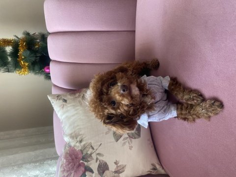 Toy poodle 8 aylık