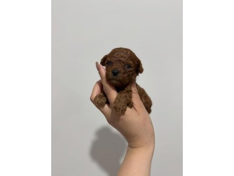 Kore poodle