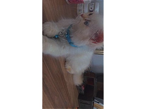British longhair acil kalıcı yuva aranıyor