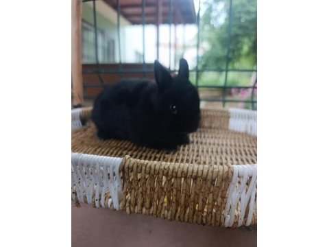 Hollanda cüce tavşan ve hollanda mini lop