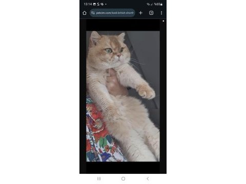 British shorthair ny11 golden