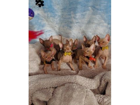 Naked beauty sphynx cattery