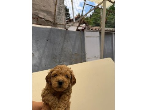 Teslime hazır maltipoo yavrularımız