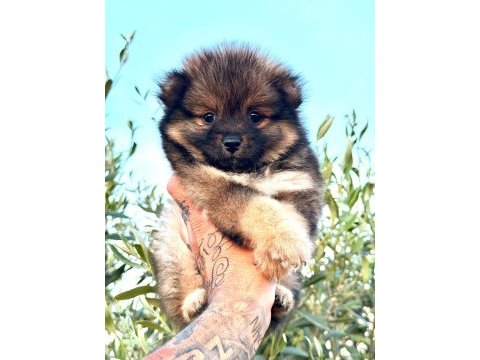 Güzellik abideleri pomeranian köpekler