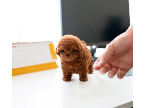 Kapıda ödemeli toy poodle bebeklerim