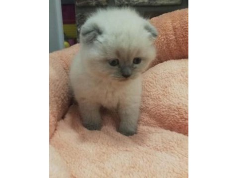 Sevimli blue point scottish fold yavrular