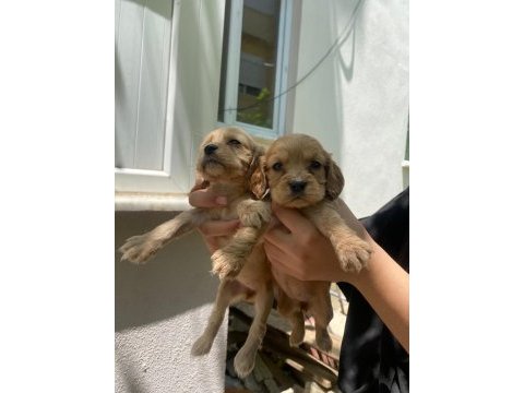 Cocker yavruları antalya acil