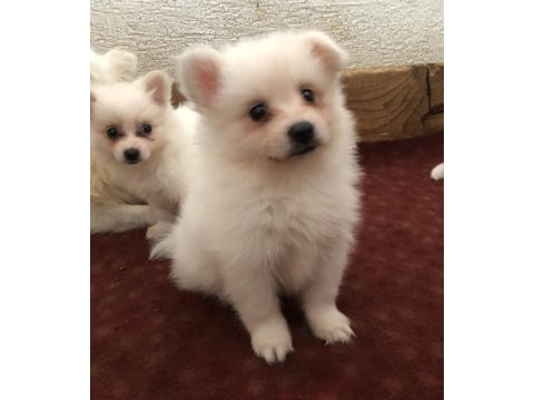 Spitz pomeranian bebekler