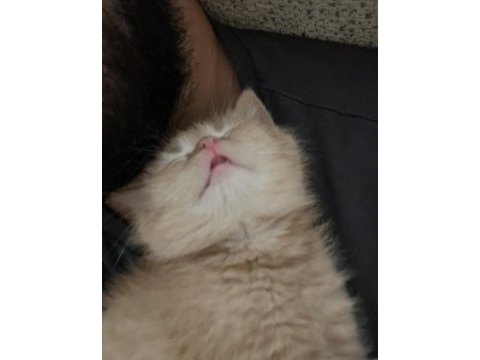 2 aylık british shorthair oyuncu