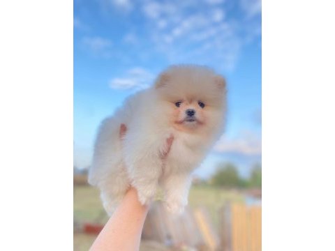 Üst düzey pomeranıan boo