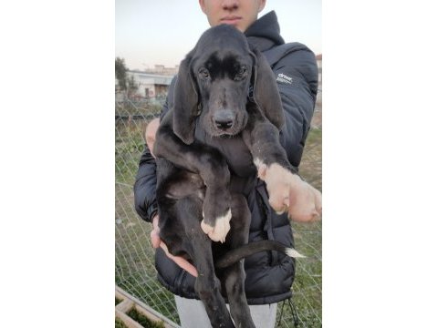 Great dane danua yavrular