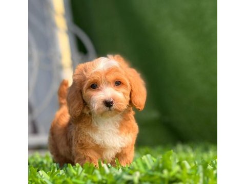 Kendi maltipoo yavrularım dişi ve erkek mevcut