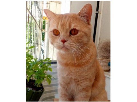 2 yaşında kısır british shorthair