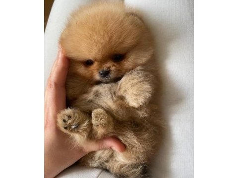 Mükemmel ayı surat pomeranian boo