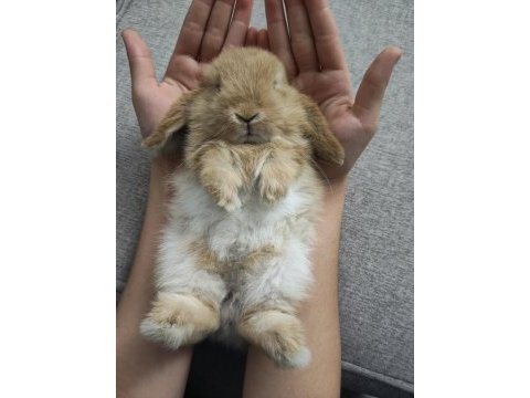 Mini lop orjinal safkan ırk tavşan