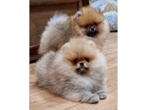Dünya tatlısı pomeranian yavruları