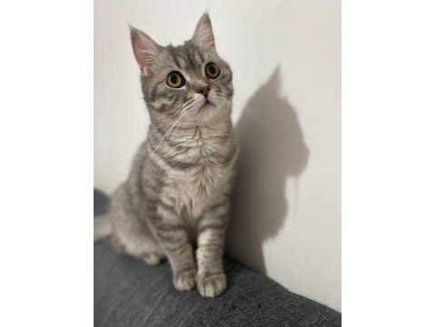British shorthair kızıma yeni yuva arıyorum