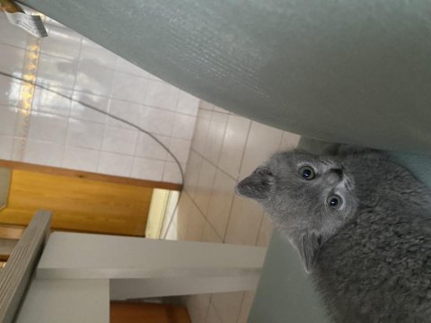 55 günlük erkek yavru british shorthair