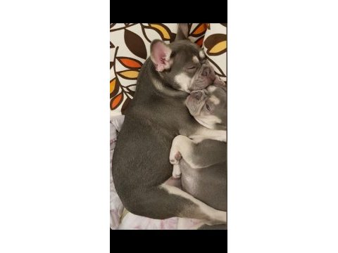 Kardeş french bulldog sahiplendirme
