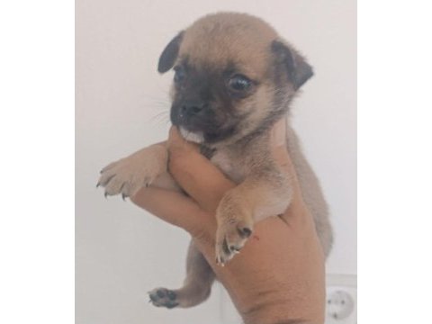 Kaliteli chihuahua şivava yavrular