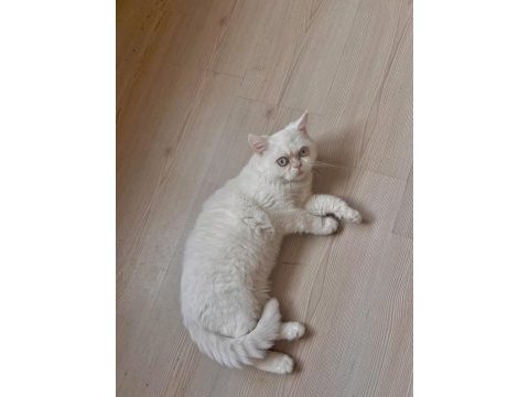 Erkek british shorthair yavru kedimiz
