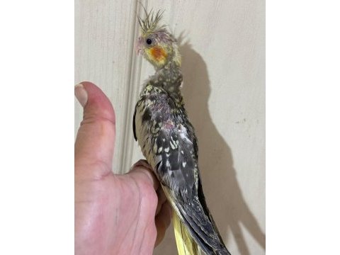38 günlük el besleme evcil sultan papağanı bebek