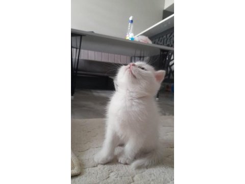 British shorthair yavrularımız