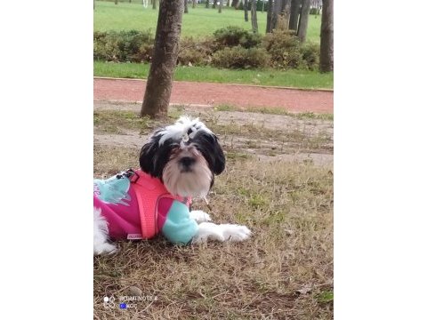 Shih tzu kızımız lila ailesini arıyor