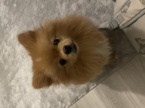 Sıfır numara pomeranian boo