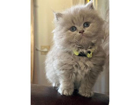 British longhair dişi