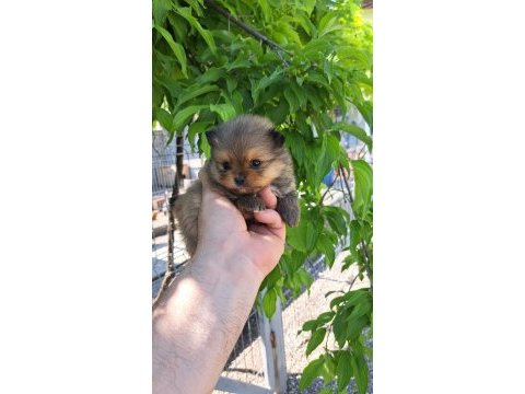 Mini pomeranian boo bebekler