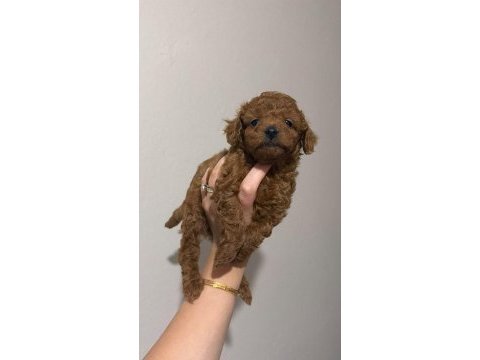 Red brown toy poodle yavrular