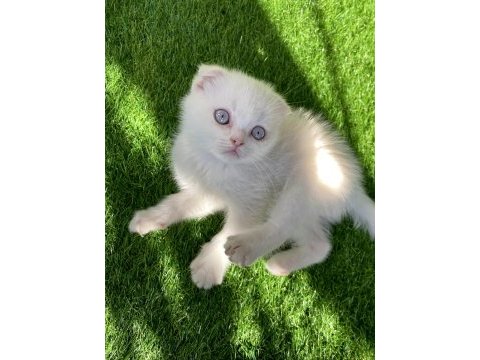Pamuk gibi kırık kulak scottish fold yavru