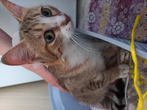Kediye çok acil yuva
