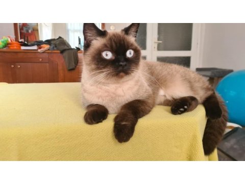 Evde kedi fazlalığından ev kedilerimi sahiplendiriyorum