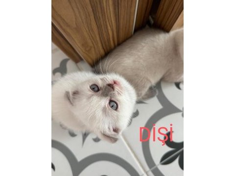 2 aylık scottish bluepoint shorthair yavrular