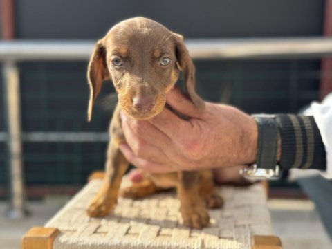 Petmode köpek çiftliğinden dachshund yavrumuz