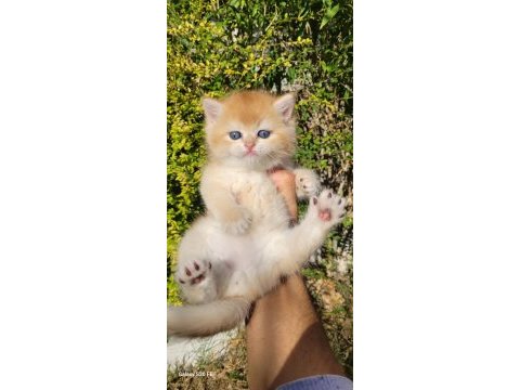 Üst kalite erkek british shorthair yavrular