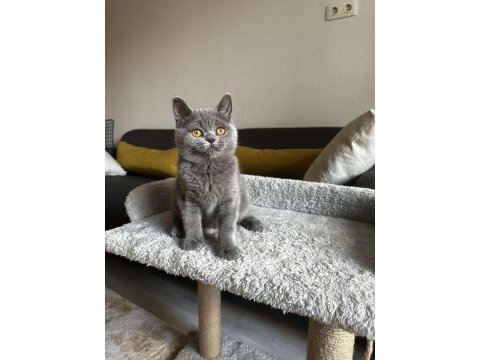 Gri british shorthair cinsi yavrumuza yuva arıyoruz