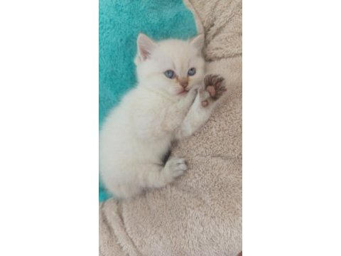 Beyaz scottish fold kedimiz