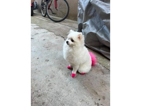 9 aylık pomeranian teacup dişi