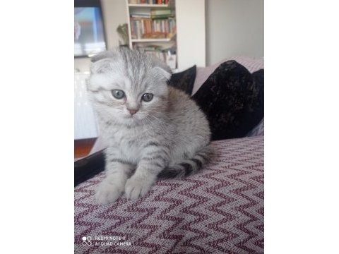 İki aylık scottish fold erkek