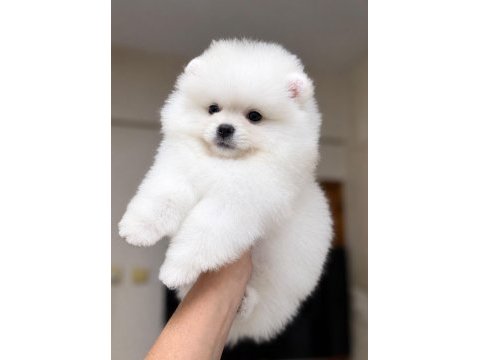 Kartopu gibi pomeranian boo