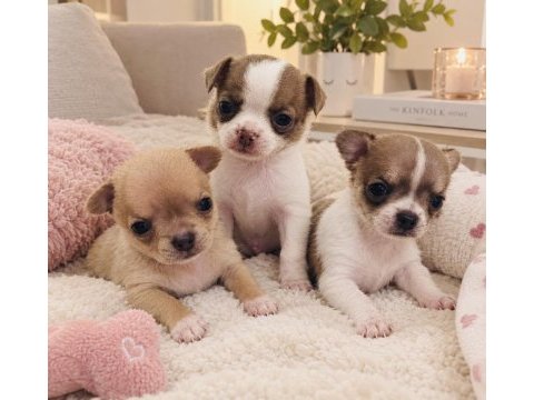 Teacup chihuahua