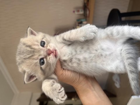 Yavru scottish fold