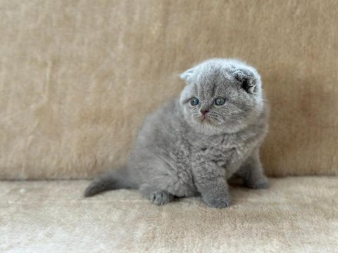 Eşsiz güzellikte blue scottish fold
