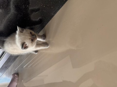 Blue point dişi 2 aylık british shorthair