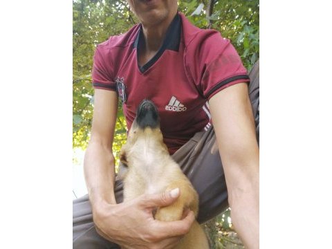Belçika malinois 2 aylık