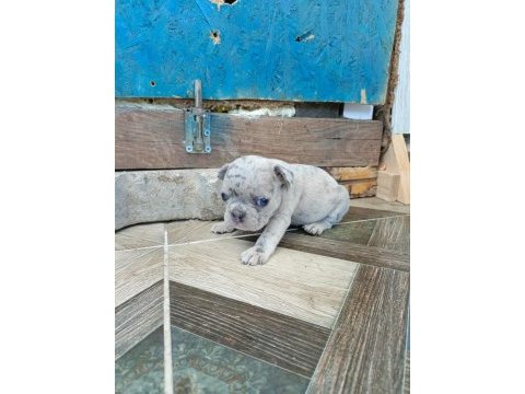 Görebileceğiniz en tatlı french bulldog bebekler